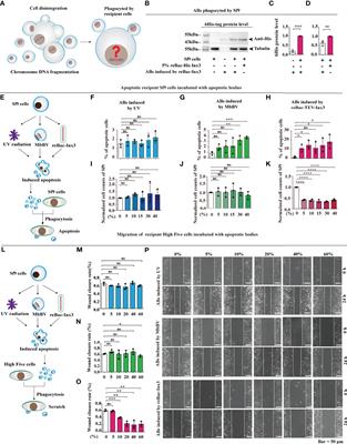 Bracovirus Sneaks Into Apoptotic Bodies Transmitting Immunosuppressive Signaling Driven by Integration-Mediated eIF5A Hypusination